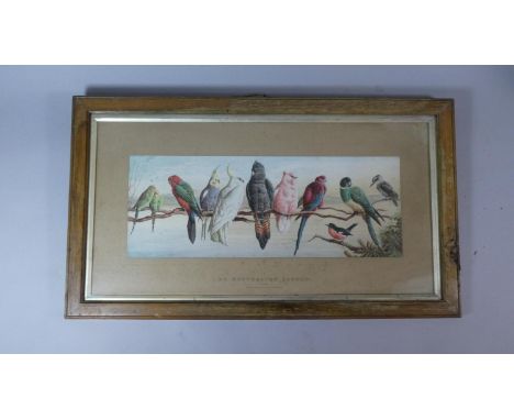 A Framed Bird Print, 'An Australian Eleven' From the Original Drawing by Harry Bright, 50cm Wide 