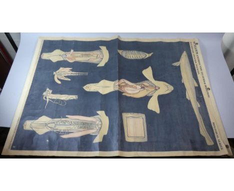 A Vintage Teaching Aid Poster for Biological General Dissection by Sidgwick and Jackson, 108cm High 
