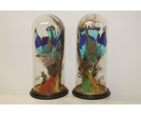 Taxidermy - pair Indian Roller Birds mounted on multi-coloured painted branches, under glass domes, both approximately 41cm h