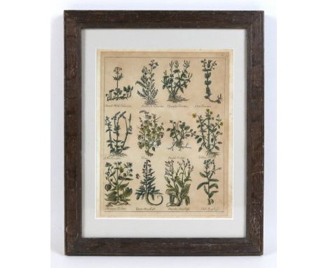 After Nicholas Culpeper MD (British, 1616-1654): a hand-coloured herbal bookplate depicting Valerian, Vine, and Violets, publ