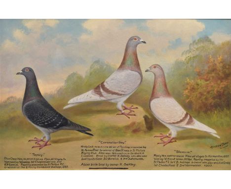 Andrew Beer (1862-1954) - Oil on canvas - Rare triple bird pigeon portrait, 'Topsy', 'Coronation Boy', and 'Blossom', signed 