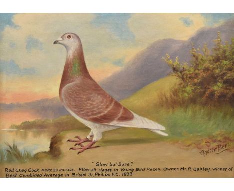 Andrew Beer (1862-1954) - Racing Pigeon portrait - 'Slow But Sure - Red Cheq. Cock NU RP 33 RSH. 148. Flew all stages in Youn