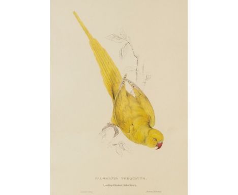 After Edward Lear (British 1812-1888)/Palaeorunis Torquatus/print, 53cm x 36cm/and three similar ornithological prints and an