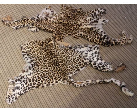A vintage leopard skin in two pieces, stamped with initial RW &amp; specimen no.405, Roland Ward taxidermist c.1900

