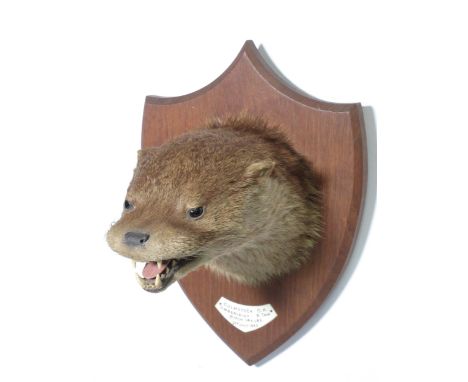 A taxidermy Otter Mask on oak shield bearing plaque reading 'Culmstock O.H., Umberleigh, R. Taw, Bitch 14 1/2lbs, 21st July 1