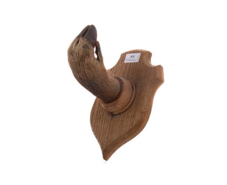 TAXIDERMY DEER'S HOOF,mounted on wooden plaque base