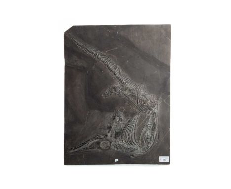 SMALL FOSSILISED ICHTHYOSAUR SKELETON,Jurassic period, 56cm x 43cm overallAdditional images available with further to follow;