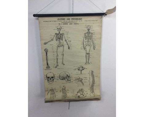 'ANATOMY AND PHYSIOLOGY' MEDICAL ROLLER CHART,pub. J. Wright &amp; Sons Ltd., Bristol, 'Illustrations based on Warick &amp; T
