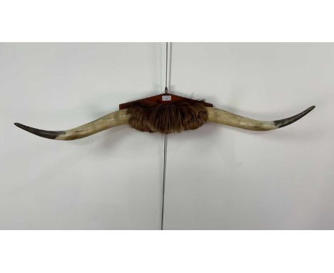 LARGE PAIR OF TAXIDERMY TEXAS LONGHORN CATTLE HORNS,mounted on a wooden wall plaque, 106.5cm wide