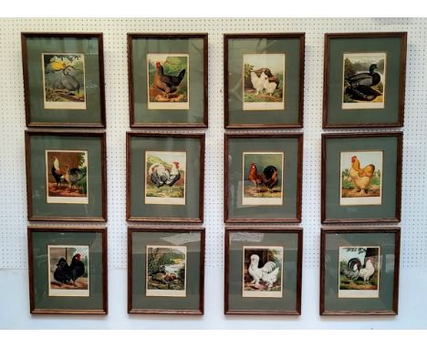 An impressive set of twelve Victorian farmhouse kitchen chromolithography poultry related framed book plates from Wright (Lew