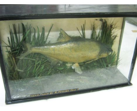 TAXIDERMY, angling trophy, 'Bream Taken by R. Perkins, July 7', mounted in a naturalistic setting within a glazed display cas