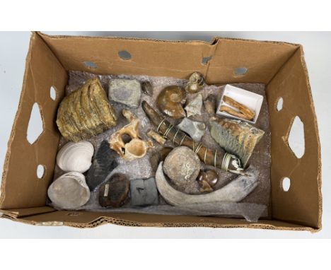 A MAMMOTH TUSK/TEETH AND FOSSIL SPECIMENSA collection of various fossils including a mammoth tusk, teeth and other specimens.