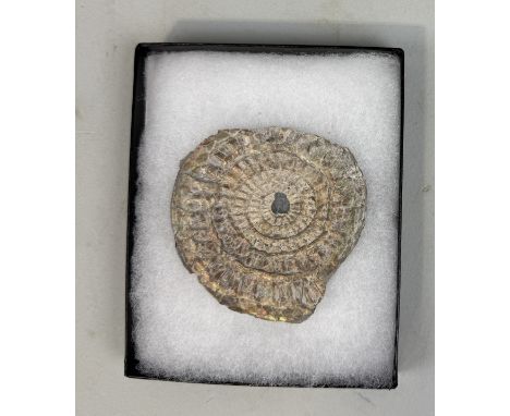 AN IRIDESCENT AMMONITE FOSSIL FROM SOMERSETCaloceras Johnstoni a rare fossil ammonite which when turned to the light exhibits