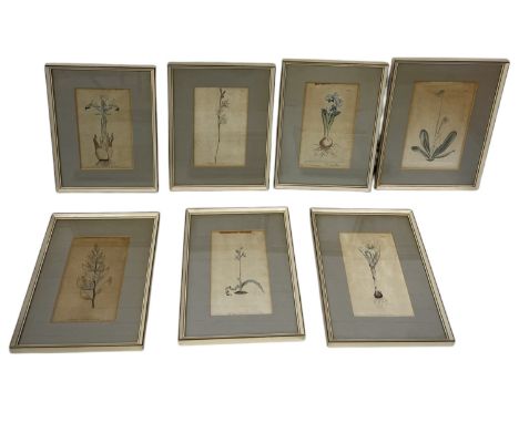 AFTER WILLIAM CURTIS: A SET OF SEVEN COLOURED BOTANICAL PRINTS21cm x 12cm each.Framed and glazed 33cm x 24cm