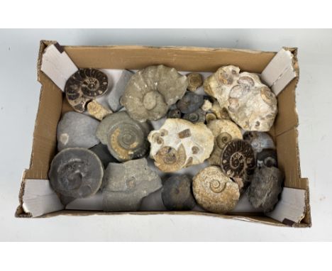 A COLLECTION OF AMMONITE FOSSILSA collection of various ammonite fossil specimens