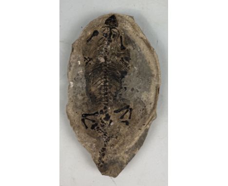 A COMPLETE FOSSIL REPTILE IN A STONEPermian circa 260 million years old.24cm x 14.5cm Barasaurus is an extinct reptile from t