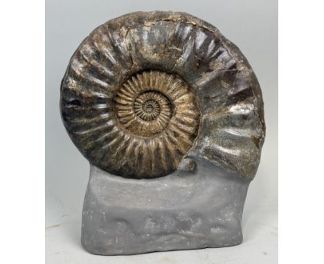 A LARGE AMMONITE FOSSIL FROM LYME REGISJurassic circa 200 million years old. 30cm x 28cm This Ammonite (Asteroceras Obtusum) 