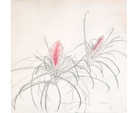 Elizabeth Blackadder RA (b.1931), Tillandsia, etching, number 6 of 50, signed in pencil, 65cm x 62cm, framed