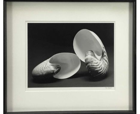 Marc Stanes (b.1963) signed limited edition silver gelatin print - Two Shells, 1/5, 33cm x 42cm, in glazed frame Provenance: 