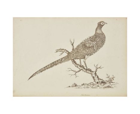   A Natural History of British Birds, etc. with their Portraits accurately drawn, and beautifully coloured from Nature. Londo