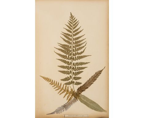 Botany.- Fern specimens.- Craig (Eric, compilor and retailer) New Zealand Ferns, 80 specimens on 40ff., each with letterpress