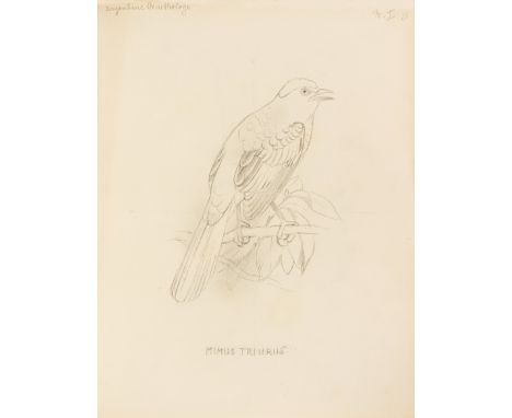 Birds.- Brabourne (Lord) and Charles Chubb. The Birds of South America, 2 vol., H. Gronvold's copy, vol.2 with 38 hand-colour