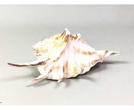 COLLECTION OF SEASHELLS, including conch shells, cowrie shells and further, along with a Victorian wash basinthe basin - 41cm