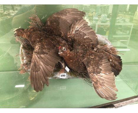 A brace of taxidermy grouse
