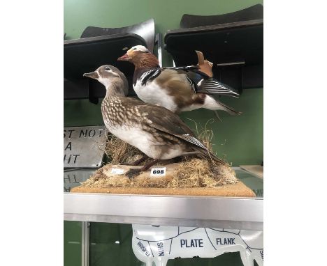 A taxidermy brace of pintail ducks