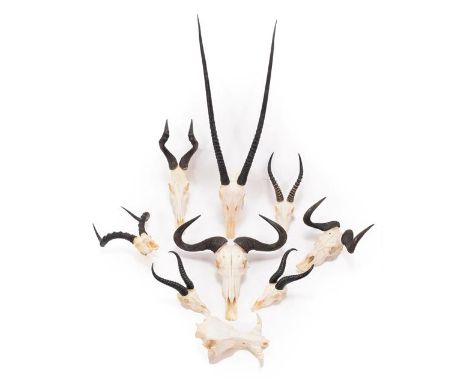 Horns/Skulls: A Selection of African Game Trophy Skulls, a varied selection of African hunting trophies to include - two male