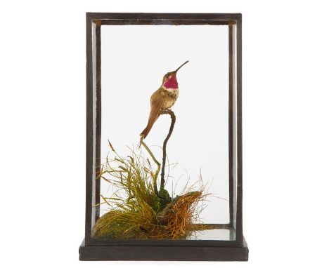Taxidermy: A Cased Ruby-Throated Hummingbird (Archilochus colubris), perched atop a small branch, issuing from a natural sett