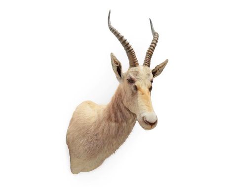 Taxidermy: White Blesbok (Damaliscus pygargus phillipsi), modern, South Africa, a high quality unusual light coloured shoulde