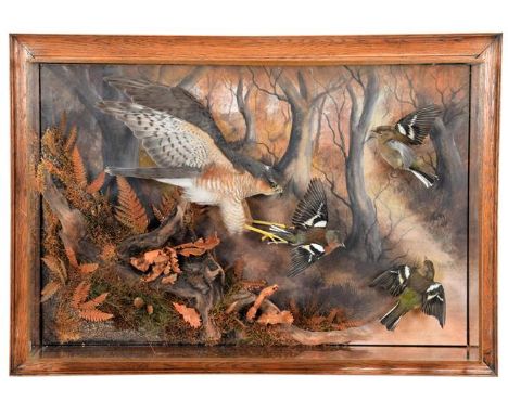 Taxidermy: A Wall Cased European Sparrowhawk (Accipiter nisus), circa 2021, by A.J. Armitstead, Taxidermist &amp; Naturalist,