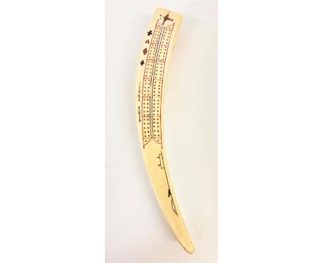 Natural History: A Late 19th Century Walrus Tusk Cribbage Board, of natural curved form, the flattened surface with pierced h