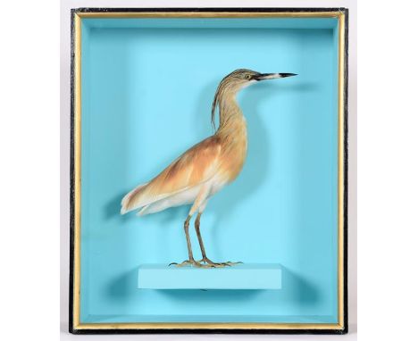 Taxidermy: A Victorian Cased Squacco Heron (Ardeola ralloides), a full mount adult stood upon a rectangualr shelf, set agains