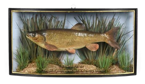 Taxidermy: A Cased Common Chub (Squalius cephalus), dated 09th December 1923, by W.F. Homer, 105 Woodgrange Road, Forest Gate