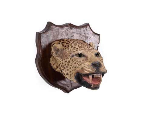 Taxidermy: Indian Leopard Head Mount (Panthera pardus fusca), circa 1900-1920, adult head mount looking straight ahead, with 