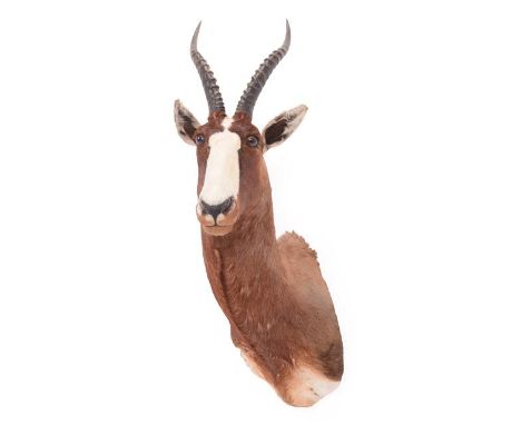 Taxidermy: Blesbok (Damaliscus phillipsi), circa late 20th century, large adult male shoulder mount with head turning to the 