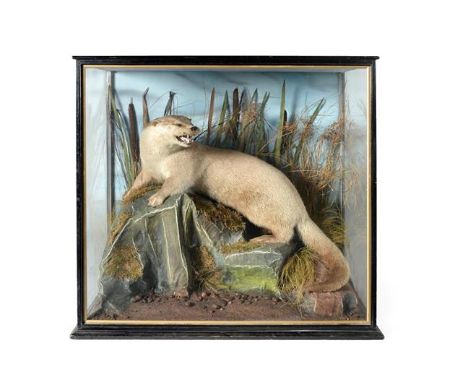 Taxidermy: Eurasian Otter (Lutra lutra), circa 1930, R. Raine, Scientific &amp; Ornamental Taxidermist , Gun &amp; Fishing Ta