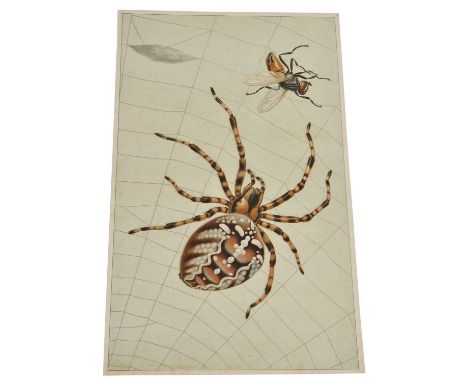 Two eduactional natural history posters. First depicts a spider pouncing on a fly that has been caught in its we, lithograph 