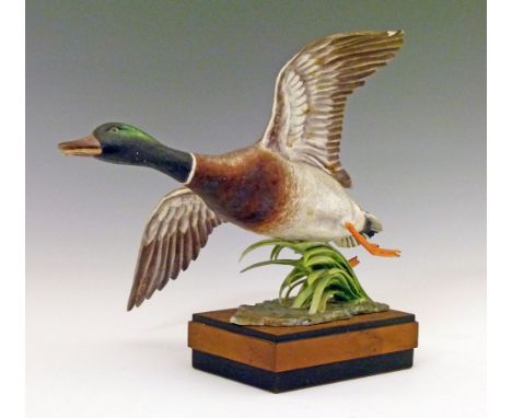 Royal Worcester limited figure - Male Mallard modelled by R. Van Ruyckevelt, No.321/500, standing on a burrwood and ebonised 