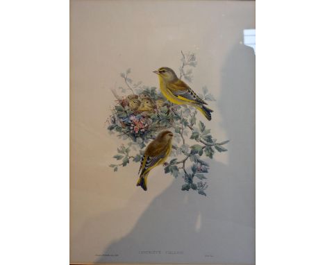 John Gould, 1804 - 1881, England, Ligurinus Chloris Lithograph, 51 x 36 cms together with Reguloides Superciliosus Lithograph