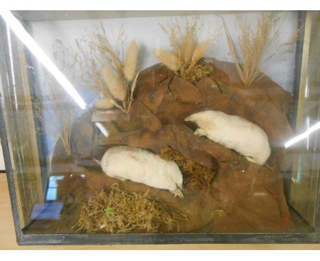 Vintage Taxidermy of 2 Albino Moles ( caught by the gamekeeper on the Stradsett Estate in 1929 )