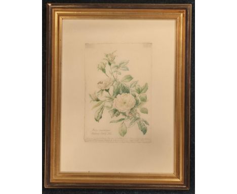 Rogers Banks [1929-2008]Botanical art Rosa Damascena "Madame Hardy" 1832 Painted on 17th century paper from Ruben's studio gi