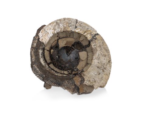 A LARGE AMMONITE SPECIMEN
With polished bowl to centre
32 x 29 x 13.5cm
Ownership Statement: This item is offered for sale wi