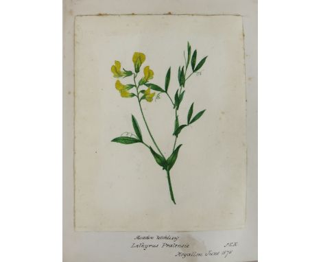 Attractive Volume Irish Botanical Sketch Book  Northern Ireland: Richardson (Anne Wakefield) A.W.R. &amp; S.E.R. Richardson (