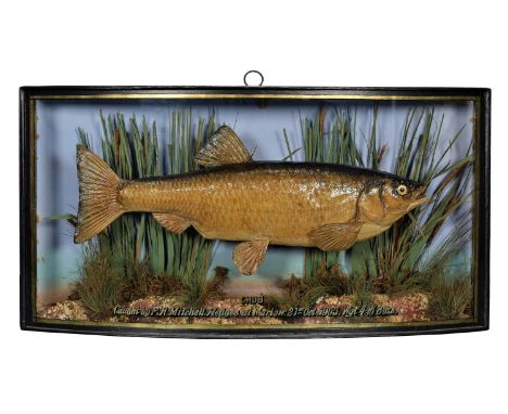 Taxidermy: A Cased Common Chub (Squalius cephalus), dated 21st October 1905, by A.W. Gamage Ltd, Holburn, London, for W.F. Ho