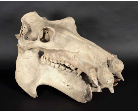 Skulls/Tusks: Common Hippopotamus Skull (Hippopotamus amphibius), circa early-mid 20th century, Africa, a complete adult skul