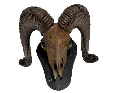 Antlers/Horns: Tibetan Argali (Ovis ammon hodgsoni), circa late 19th century, India, a set of large adult ram horns on cut up