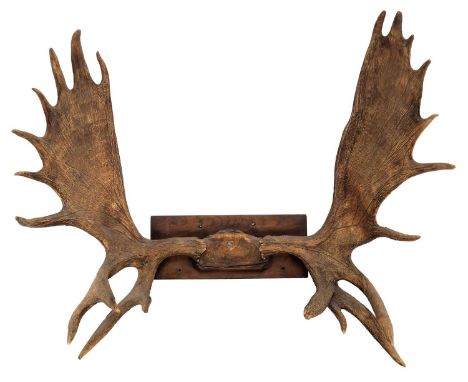 Antlers/Horns: A Large Set of European Moose Antlers (Alces alces), circa mid-late 20th century, a large set of adult bull Mo